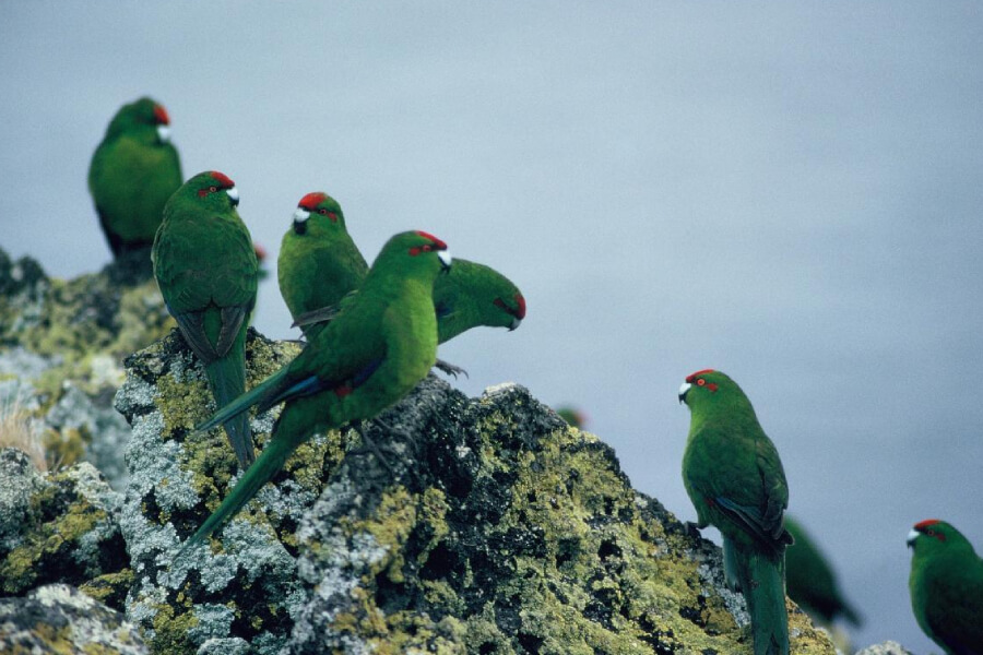 Bird Life in Kermadec Islands